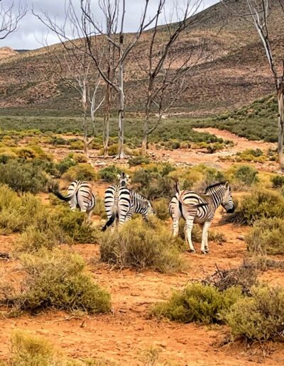 Cape Town Zebra's aquila wildife game reserve