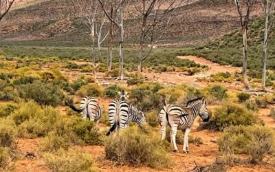 Safari vanuit Kaapstad