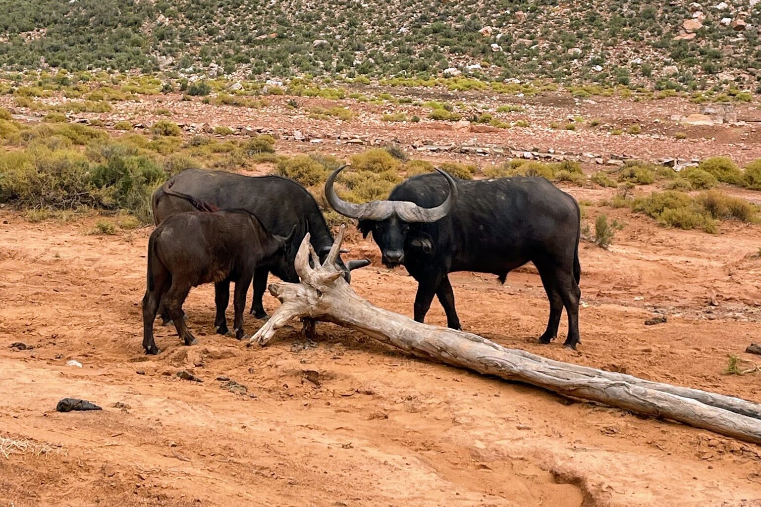 IMG_0198 Buffels Aquila wildlife park game reserve