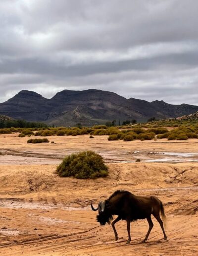 Cape town gnoe aquila game reserve wildlife