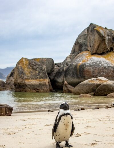 penguin boulder beach
