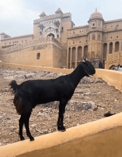 India tempel red fort food goat