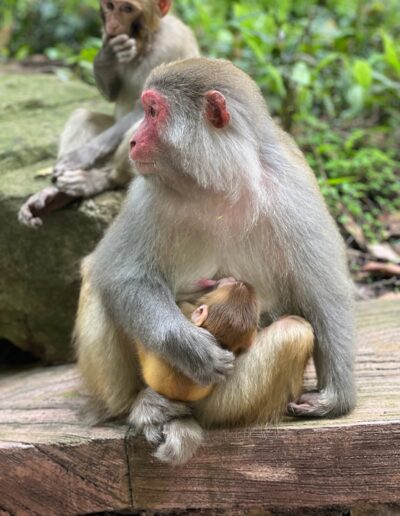 zhangjiajie monkey