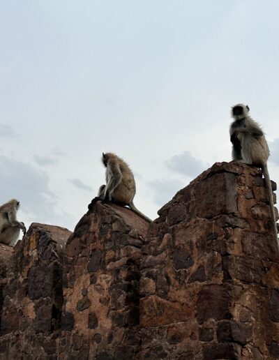 India monkey