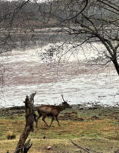 India deer
