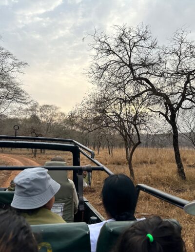 India tiger safari