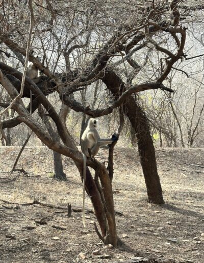 India tiger safari monkey