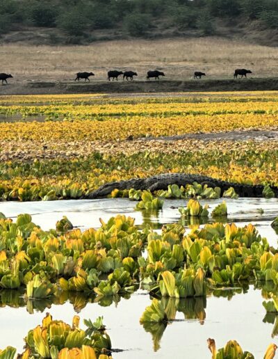 India crocodile