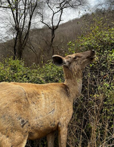 India deer
