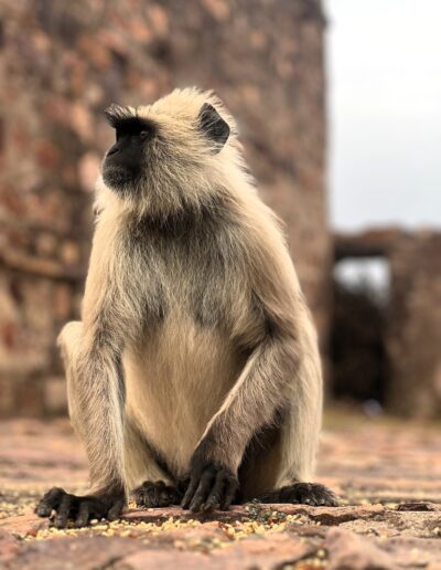 India monkey