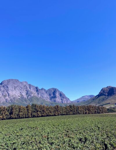 Cape Town Franschhoek
