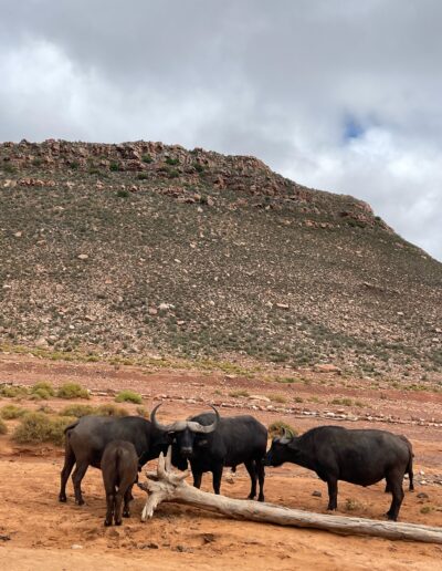Cape Town buffalo