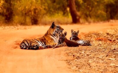 Ranthambore National Park