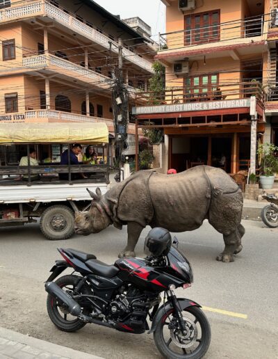 Chitwan Rhino in streets