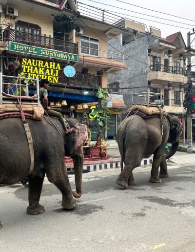 Chitwan elephant in streets
