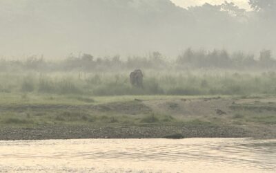 Chitwan National Park: Reisgids voor Safari, Wildlife en Overnachten in Nepal