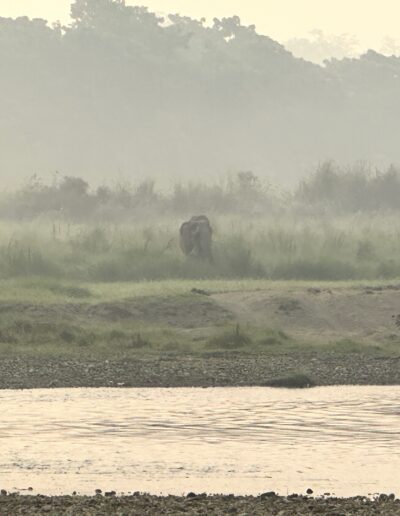 Chitwan elephant in mist
