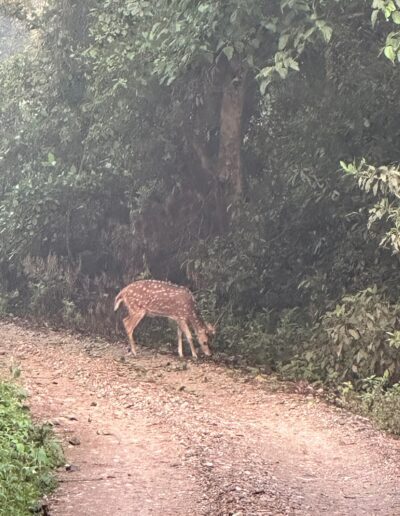 Chitwan deer in forest