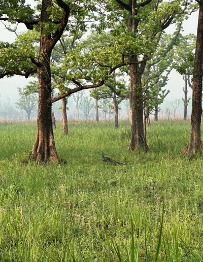 Chitwan national park peacock