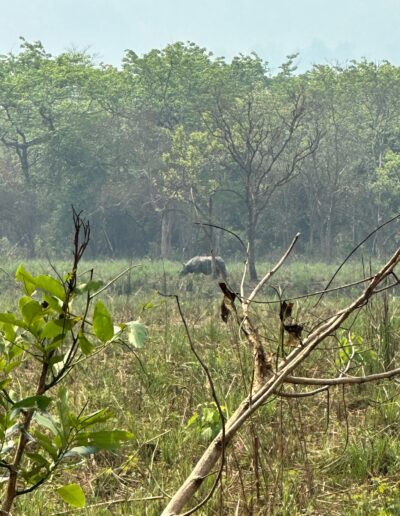 Chitwan rhino