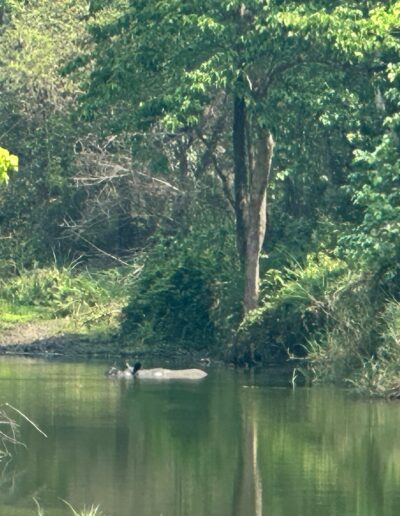 Chitwan rhino in water