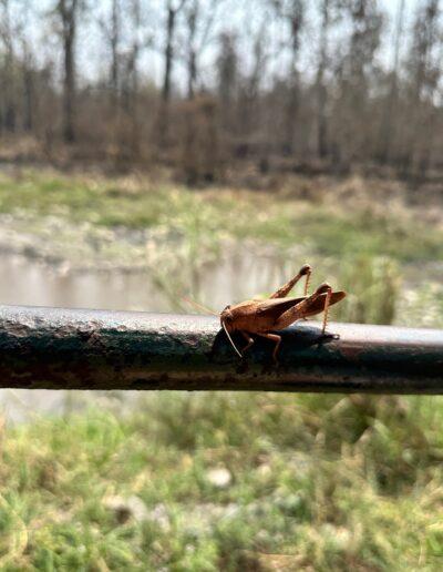 Chitwan cricket on car