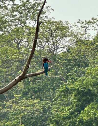 Chitwan bird