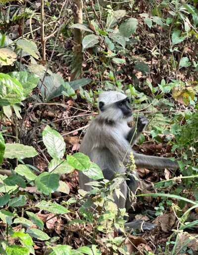 Chitwan monkey