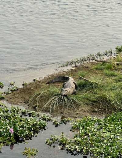 Chitwan crocodile