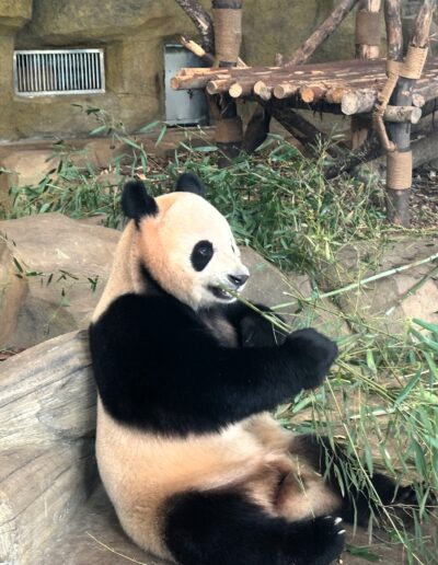 Chengdu panda