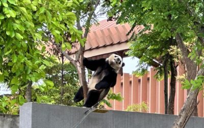 Chengdu top bezienswaardigheden