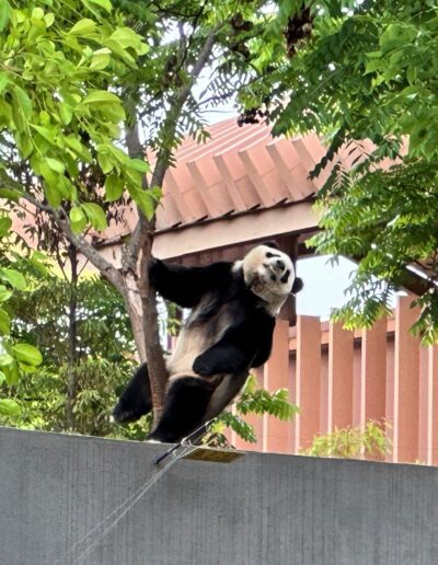 Chengdu panda