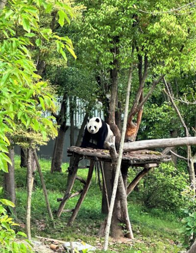 Chengdu panda research center