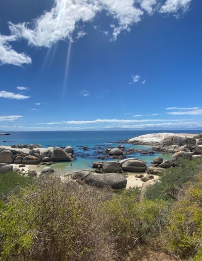 cape town boulders beach with vegetation
