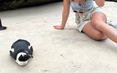 Boulders Beach in Kaapstad: Pinguïns spotten op een wit strand