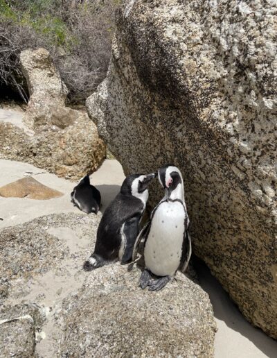 cape town boulder beach penguins
